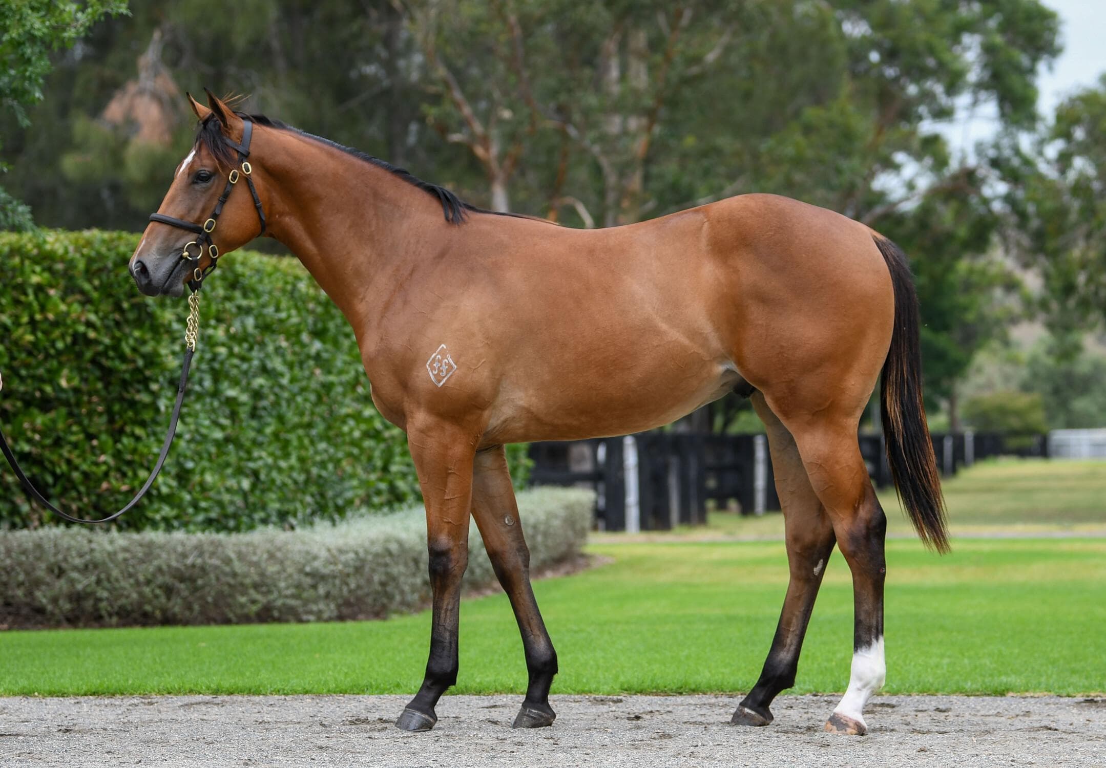 Sweet Mary/St Mark's Basilica
