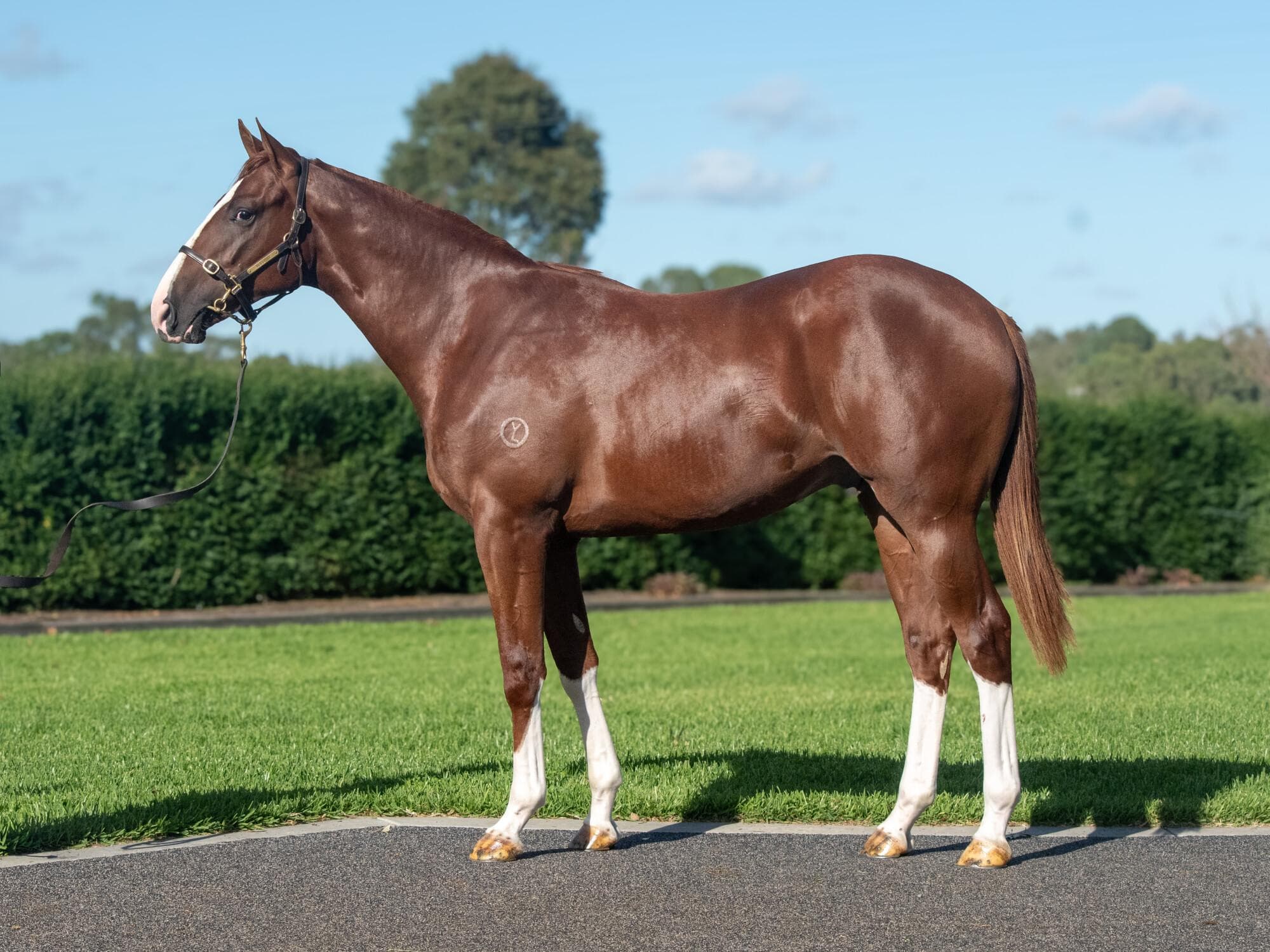 Rowsthorn/Lucky Vega