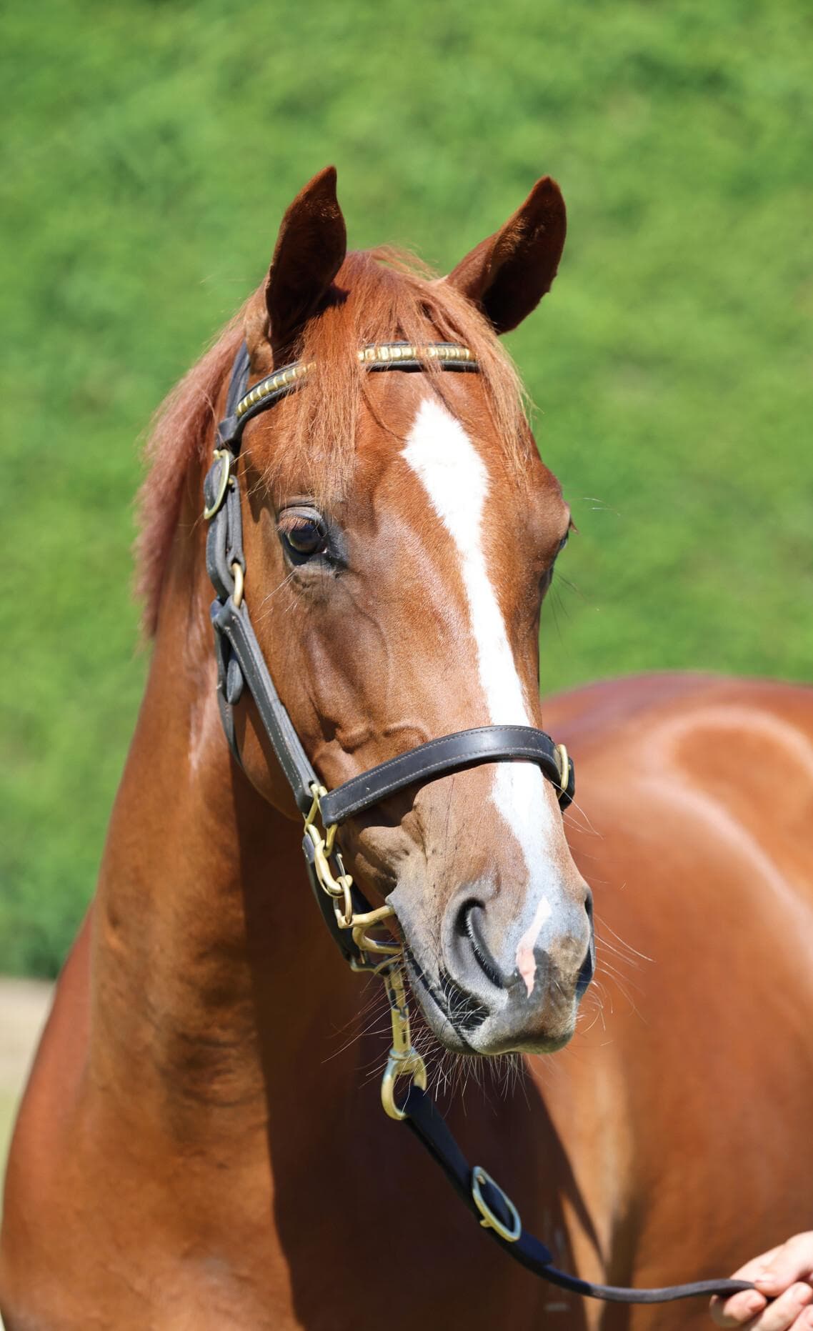Fleur de Lune / Per Incanto ' 24