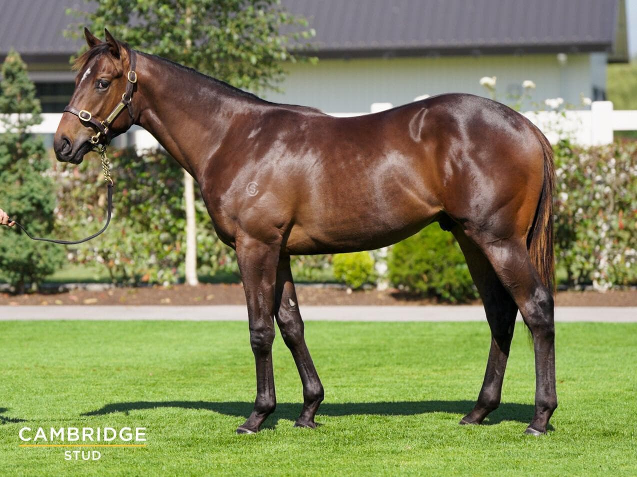 Save the Date/ Anamoe '24