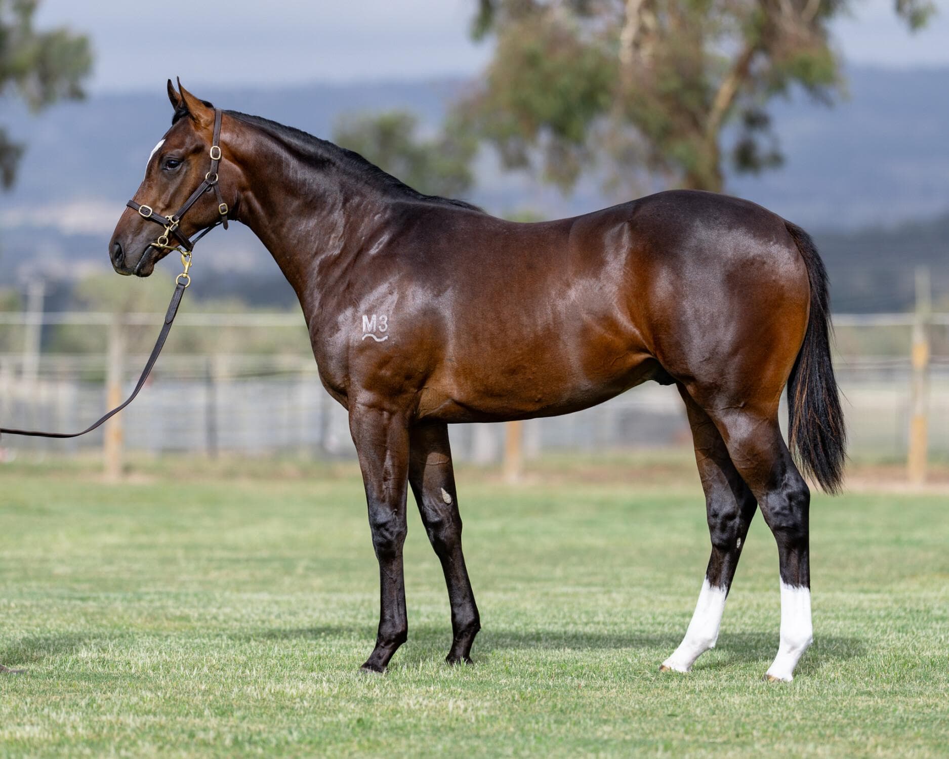 War Heroine/Captivant 24