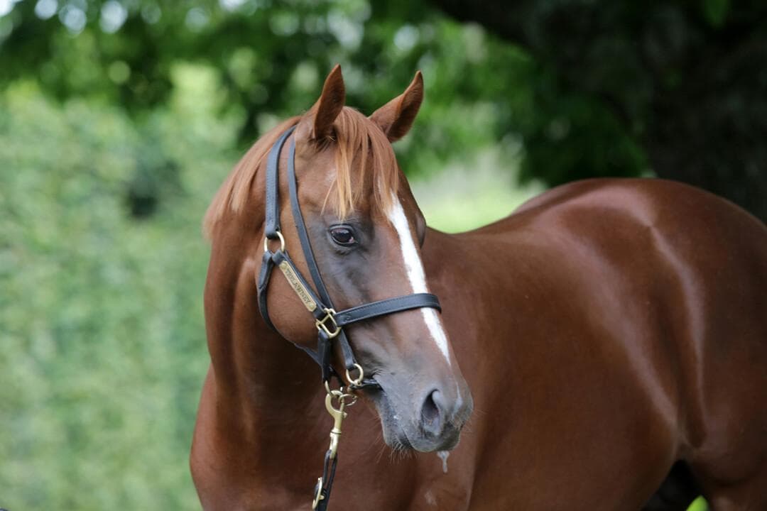 Juan Diva/ Zoustar '24