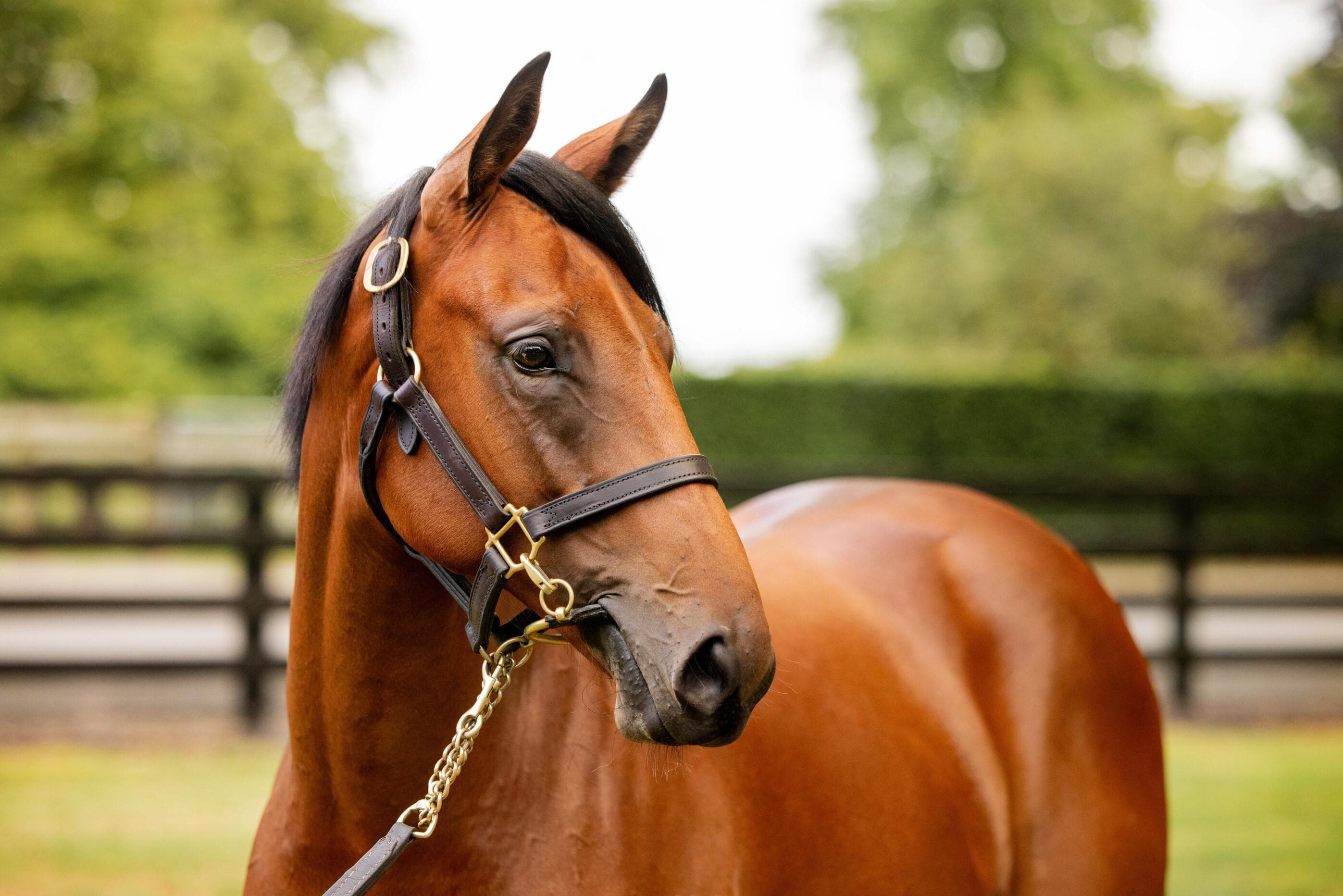 Galanthus / Super Seth '24